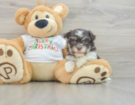 6 week old Havanese Puppy For Sale - Simply Southern Pups