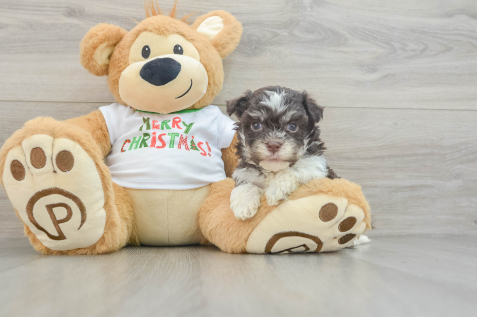 6 week old Havanese Puppy For Sale - Simply Southern Pups