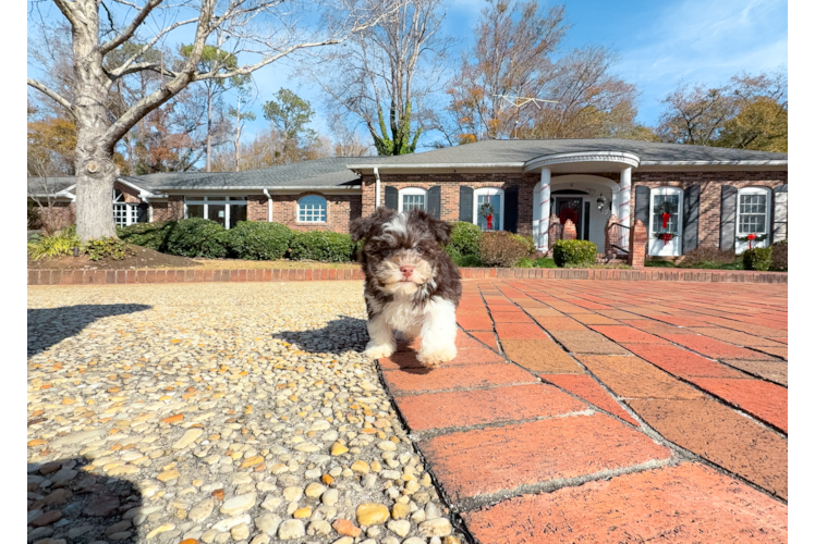 Havanese Puppy for Adoption