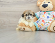 5 week old Havanese Puppy For Sale - Simply Southern Pups