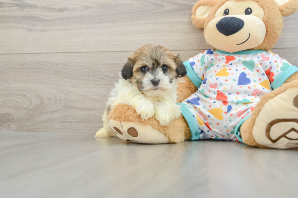5 week old Havanese Puppy For Sale - Simply Southern Pups