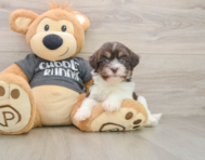 5 week old Havanese Puppy For Sale - Simply Southern Pups