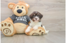 Havanese Pup Being Cute