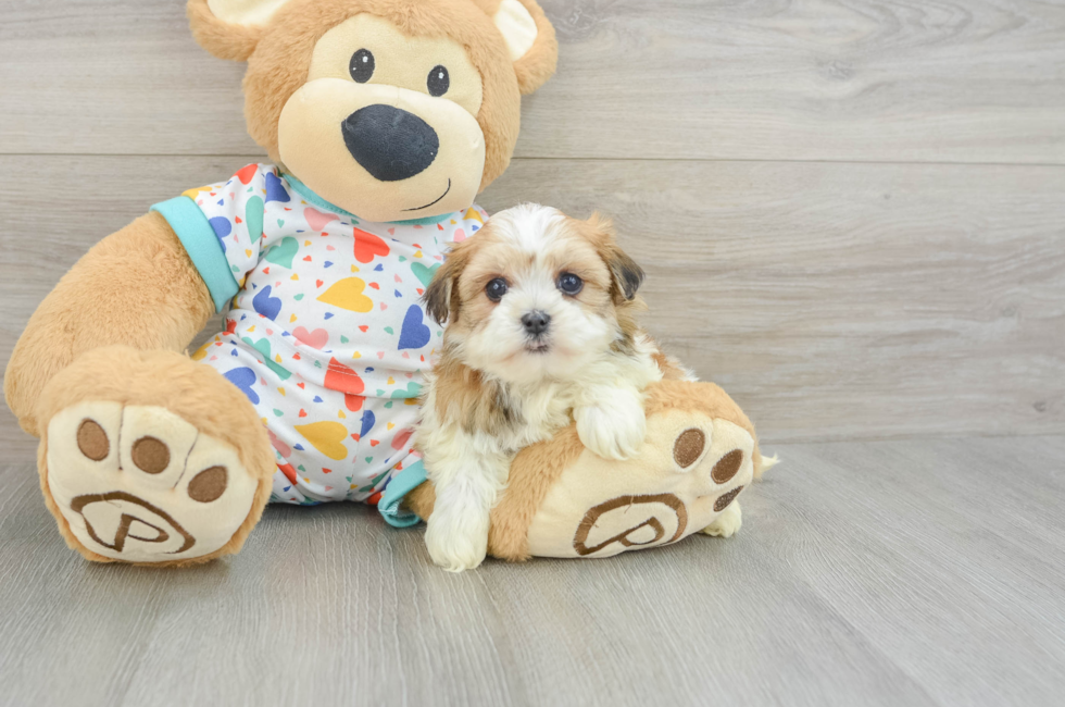 5 week old Havanese Puppy For Sale - Simply Southern Pups