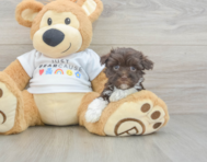 9 week old Havanese Puppy For Sale - Simply Southern Pups