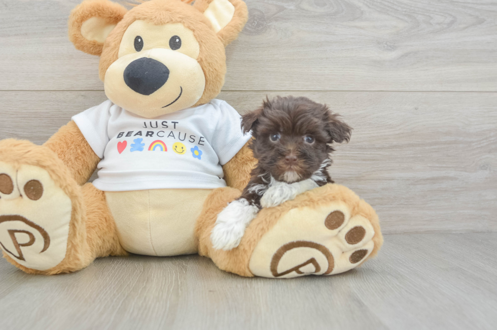 7 week old Havanese Puppy For Sale - Simply Southern Pups