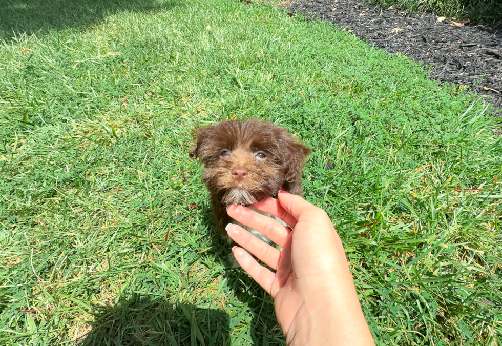 Cute Havanese Baby