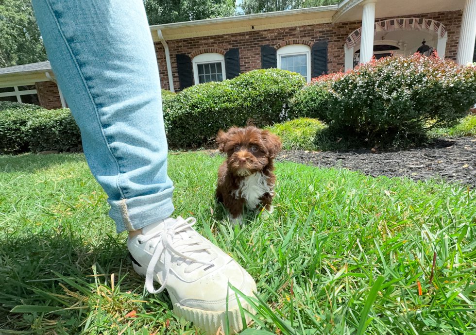 Havanese Pup Being Cute