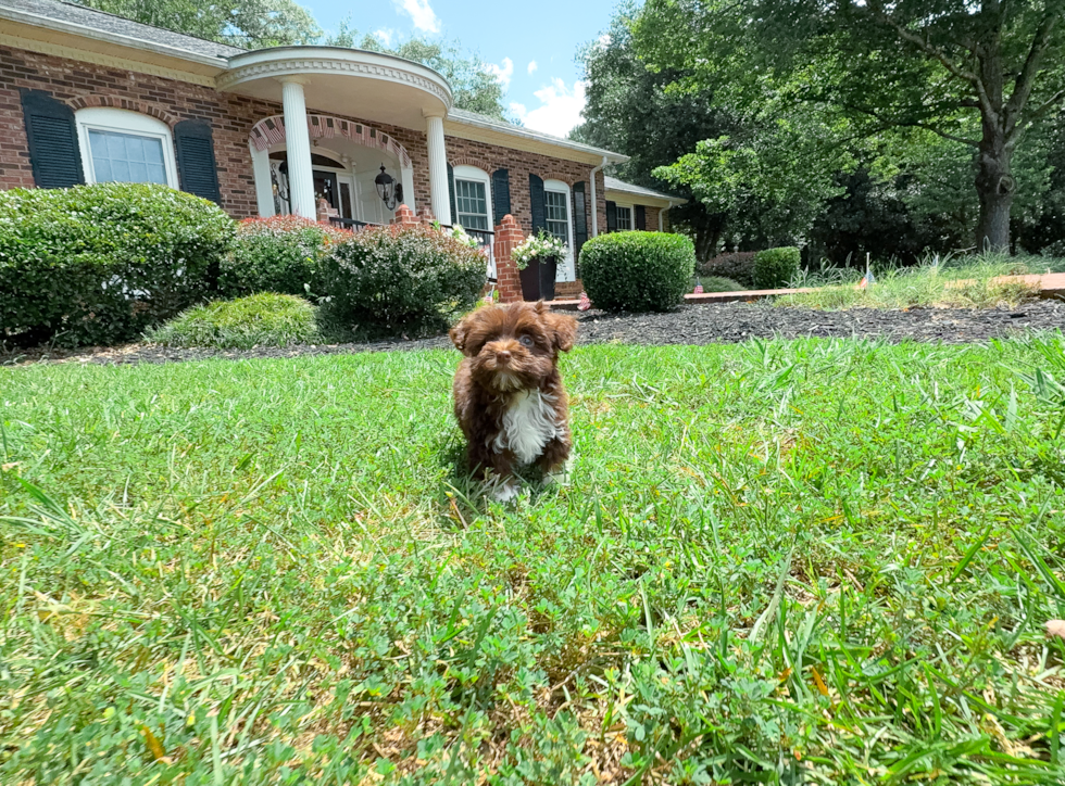 Havanese Puppy for Adoption