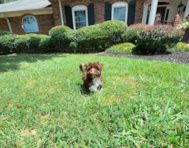 10 week old Havanese Puppy For Sale - Simply Southern Pups