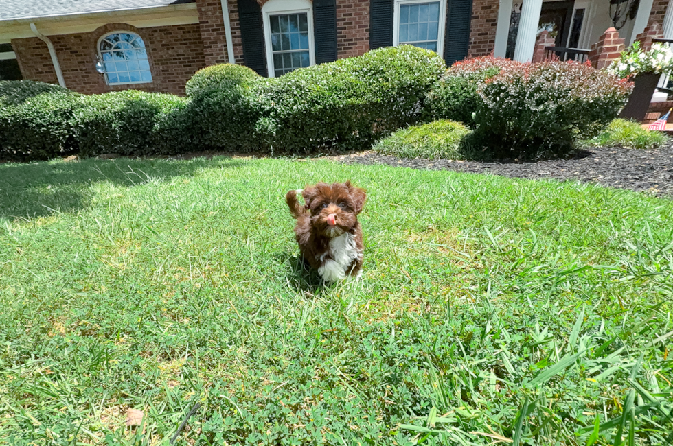 10 week old Havanese Puppy For Sale - Simply Southern Pups