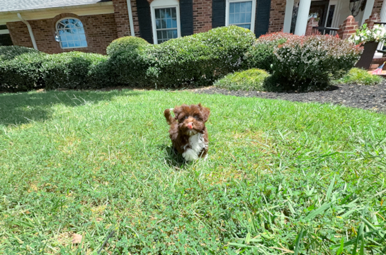 Best Havanese Baby