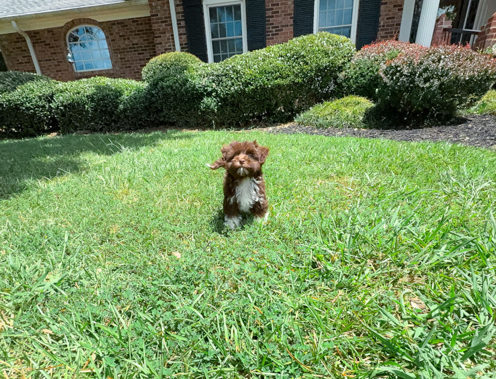 Best Havanese Baby