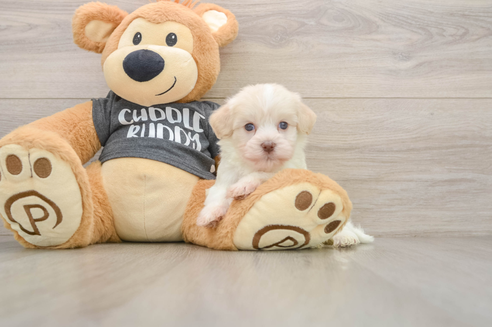 Havanese Pup Being Cute
