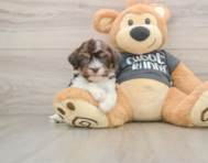 5 week old Havanese Puppy For Sale - Simply Southern Pups