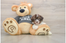 Havanese Puppy for Adoption