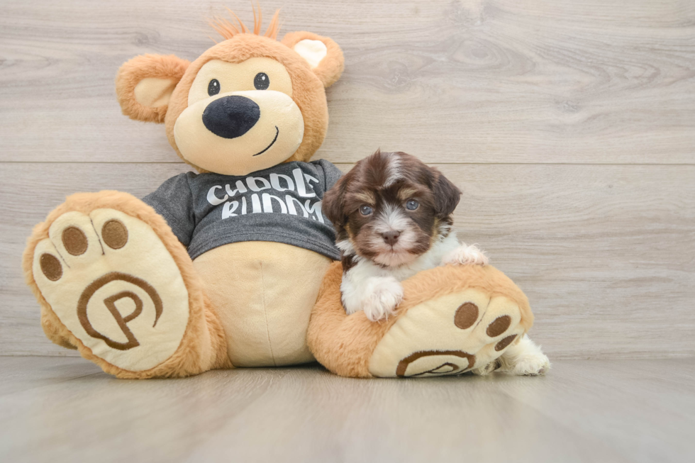 Havanese Puppy for Adoption