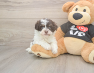 6 week old Havanese Puppy For Sale - Simply Southern Pups
