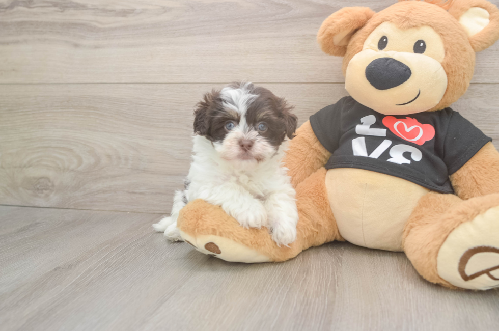 5 week old Havanese Puppy For Sale - Simply Southern Pups