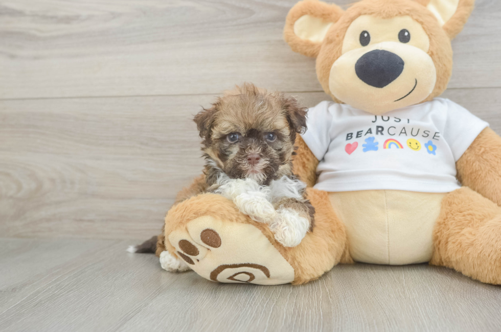 7 week old Havanese Puppy For Sale - Simply Southern Pups