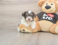 6 week old Havanese Puppy For Sale - Simply Southern Pups