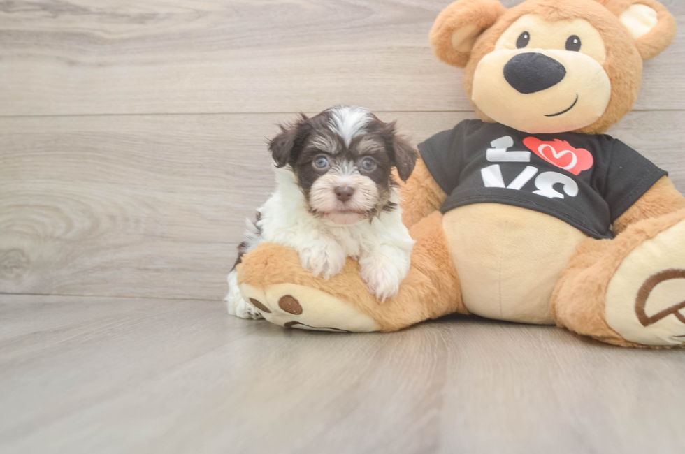 5 week old Havanese Puppy For Sale - Simply Southern Pups