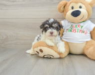 5 week old Havanese Puppy For Sale - Simply Southern Pups