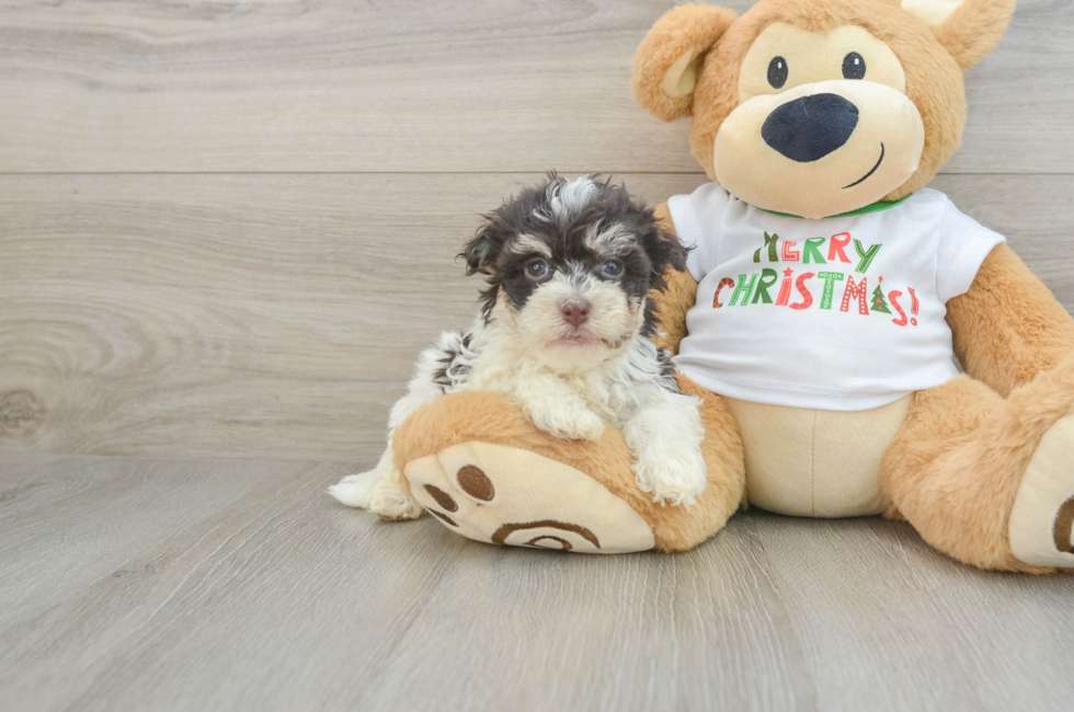 6 week old Havanese Puppy For Sale - Simply Southern Pups