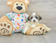 5 week old Havanese Puppy For Sale - Simply Southern Pups