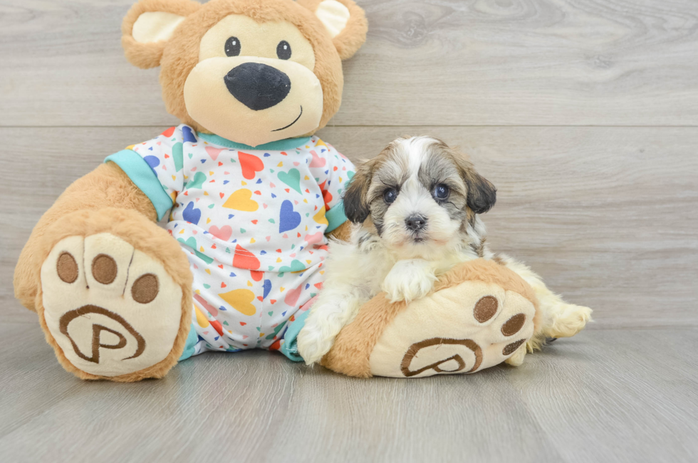 5 week old Havanese Puppy For Sale - Simply Southern Pups