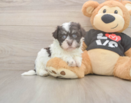 5 week old Havanese Puppy For Sale - Simply Southern Pups