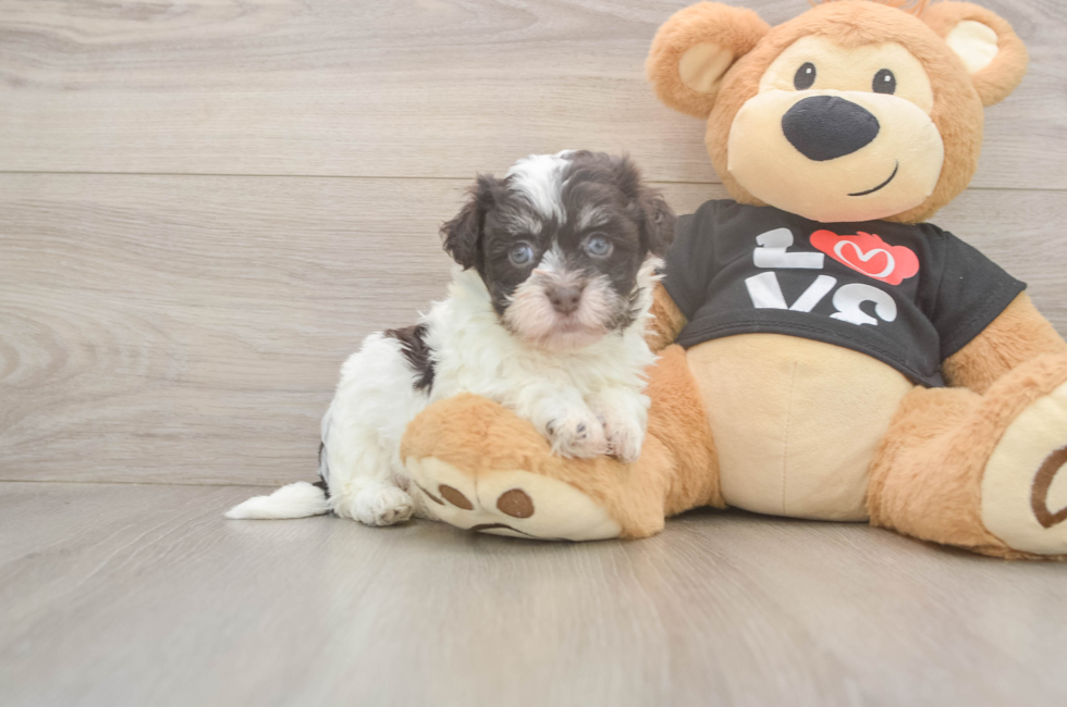 5 week old Havanese Puppy For Sale - Simply Southern Pups