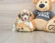 5 week old Havanese Puppy For Sale - Simply Southern Pups