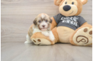 Best Havanese Baby