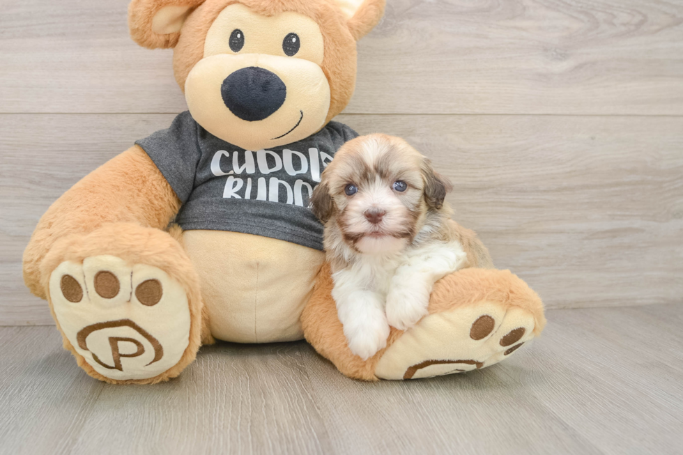 Havanese Puppy for Adoption