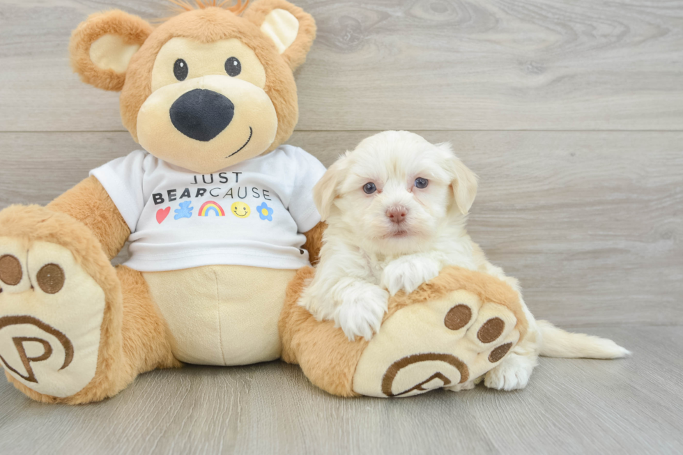Best Havanese Baby