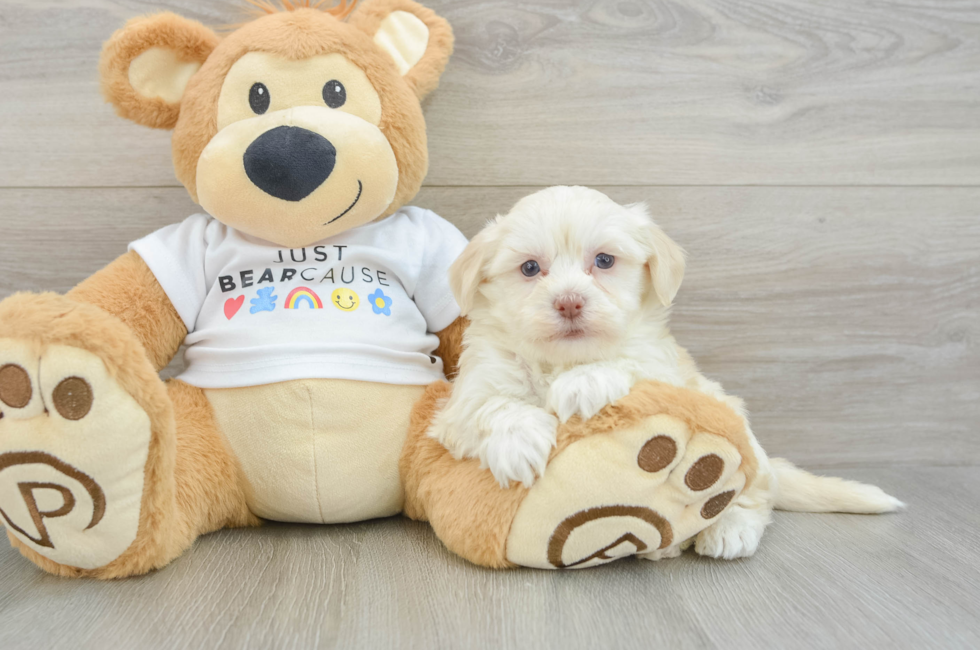 5 week old Havanese Puppy For Sale - Simply Southern Pups