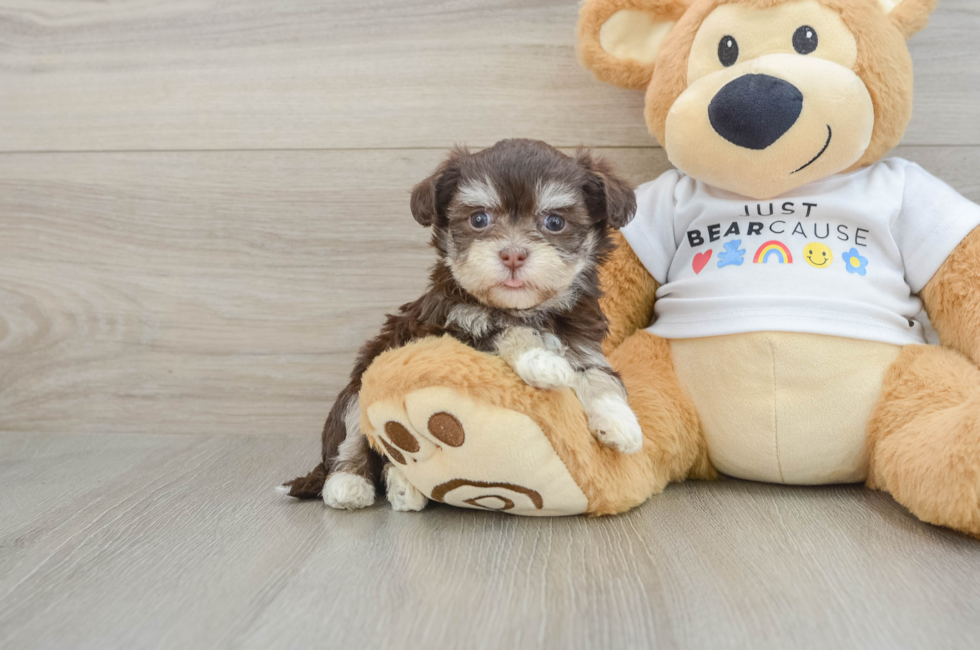 5 week old Havanese Puppy For Sale - Simply Southern Pups