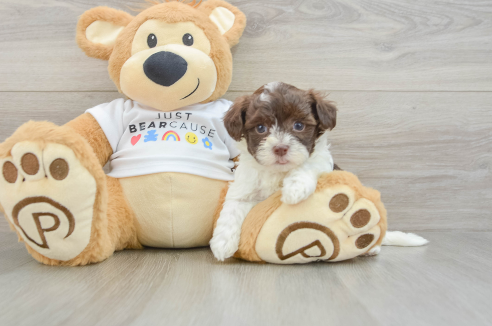 5 week old Havanese Puppy For Sale - Simply Southern Pups