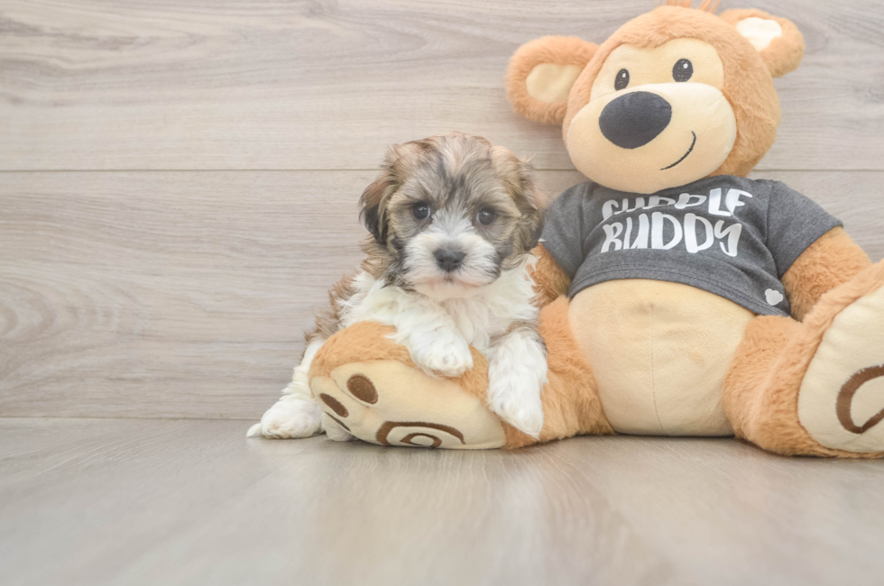 5 week old Havanese Puppy For Sale - Simply Southern Pups