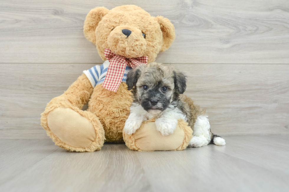 Playful Havanese Baby