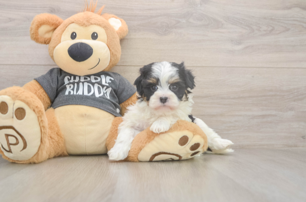 5 week old Havanese Puppy For Sale - Simply Southern Pups