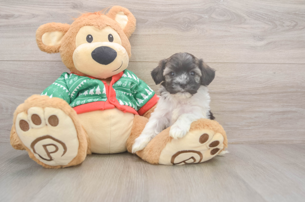 5 week old Havanese Puppy For Sale - Simply Southern Pups