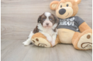 Petite Bichon Havanes Purebred Puppy