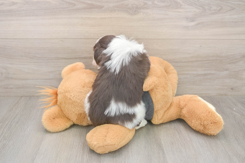 Small Havanese Purebred Pup