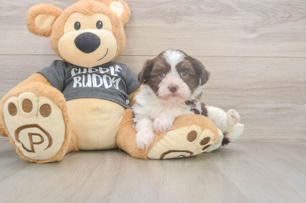 5 week old Havanese Puppy For Sale - Simply Southern Pups