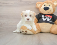 5 week old Havanese Puppy For Sale - Simply Southern Pups