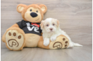 Petite Havanezer Purebred Puppy