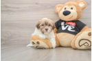 Havanese Puppy for Adoption