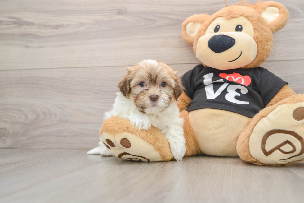 Havanese Puppy for Adoption